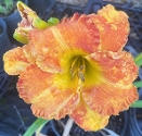 NOID DAPPLE ORANGE - NOID DAPPLE ORANGE
